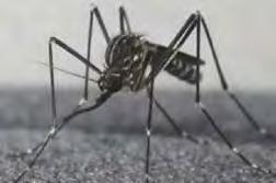 Aedes koreicus (zanzara coreana) Area di origine: Sud-est asiatico, Giappone, Coree, Cina, Russia Habitat: aree naturali ed antropizzate Biologia: Diurna, esofila,