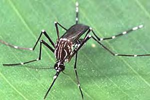 Aedes aegypti Biologia: Diurna, esofila, antropofila Poco tollerante al freddo. Le uova non superano l inverno.