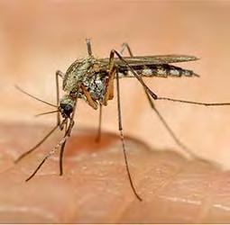 Aedes atropalpus?