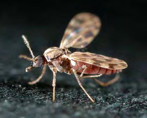 Non solo zanzare - Culicoides Più di 50 virus sono stati isolati nei Culicoides nel mondo: Bunyaviridae: 20 Reoviridae: 19 Rhabdoviridae: 11 Il 45% di questi virus