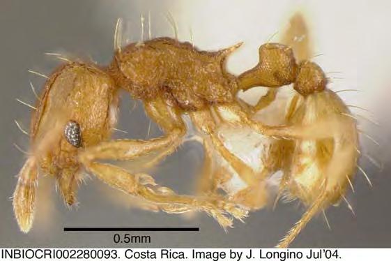 Altre specie recentemente rinvenute in Italia sono Wasmannia auropunctata (la segnalazione è dubbia) e Technomyrmex pallipes.
