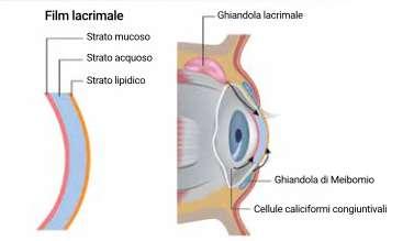 Film lacrimale STRUTTURA Lo strato acquoso è secreto dalle ghiandole lacrimali. Lo strato lipidico è secreto dalle ghiandole di Meibomio (presenti sul margine libero delle palpebre).