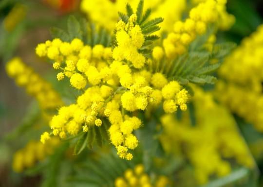 CALUSO: Festa della Donna