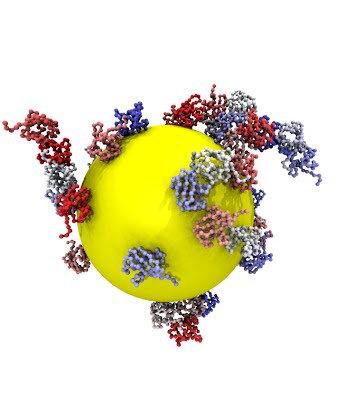 Lab U4 4015, U3 4045 Uff. U3 5065 Biopolymer mass spectrometry PI Rita Grandori rita.grandori@unimib.it 02-6448.