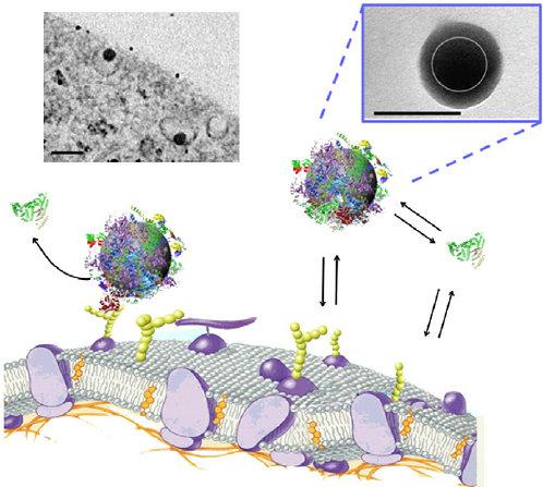 Nano-biotechnology Nanoparticles Nanomaterials 100 nm 50