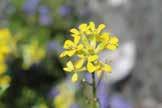 Assieme al limone e alla menta piperita aiuta la circolazione sanguigna ed attenua il senso di stanchezza.