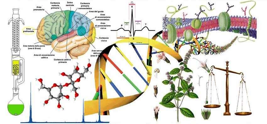 struttura didattico-scientifica nelle Scienze del Farmaco è attualmente impegnata a