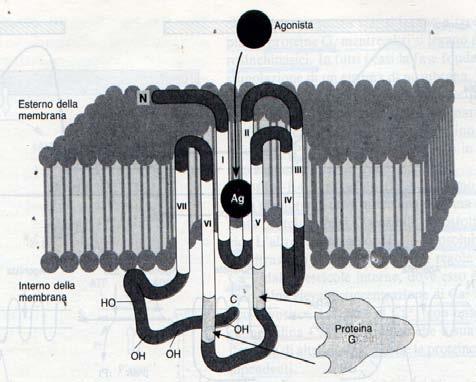 IL RECETTORE ACETILCOLINERGICO RECETTORE NICOTINICO PLACCA NEUROMUSCOLARE SNC GANGLI AUTONOMI