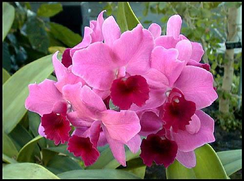 Cattleya