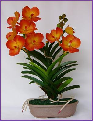 Vanda