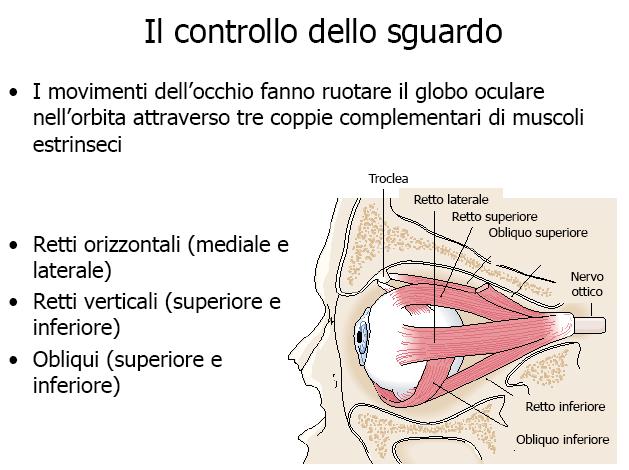 complementari di muscoli estrinseci dell occhio Nervo cocleare Nervo vestibolare Nervo