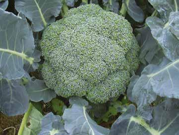 Cavolo Broccolo Monty F1 Corimbo: 55-60 gg.