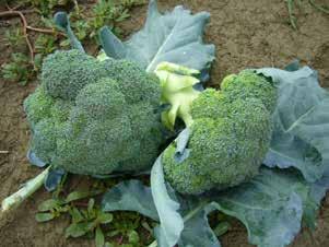 Cavolo Broccolo ISI 14343 F1* NEW Corimbo: 85-90 gg da trapianto