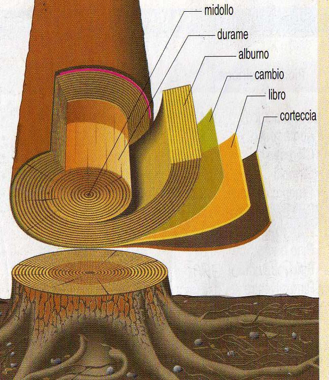 In modo specifico il tronco presenta, partendo dall esterno, la seguente struttura: 1.