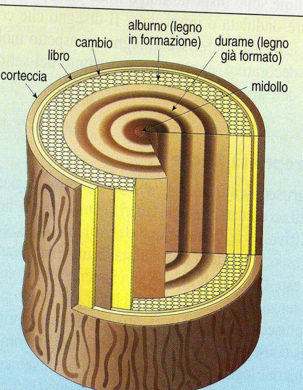 LIBRO, strato sottile flessibile che consente il passaggio della linfa discendente; 3.