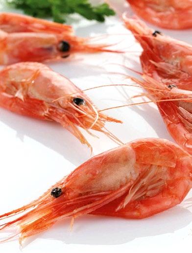 SCHEDA SPECIE - GAMBERI LINEE DI PRODOTTI Gamberetti con il guscio I gamberetti con il guscio sono catturati dai nostri grandi pescherecci da traino che pescano principalmente nelle zone di pesca