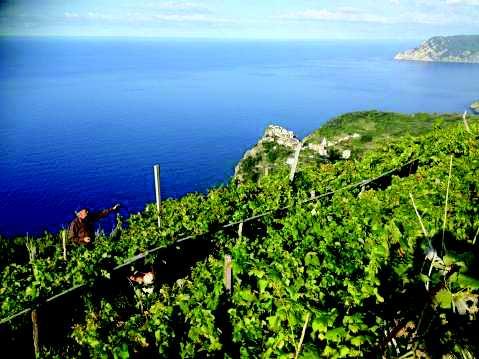 Venerdi 11 Maggio Storia e Cultura: Tour turistico di Corniglia Alla scoperta delle peculiarità, della storia e delle tradizioni del borgo punto di incontro/meeting point: Corniglia Sabato 12 Maggio