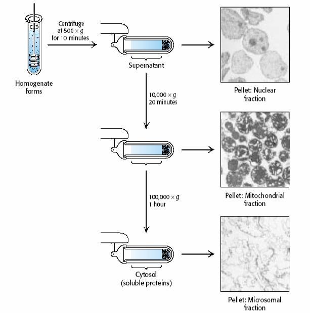 Centrifugazione differenziale la centrifugazione di una sospensione di particelle