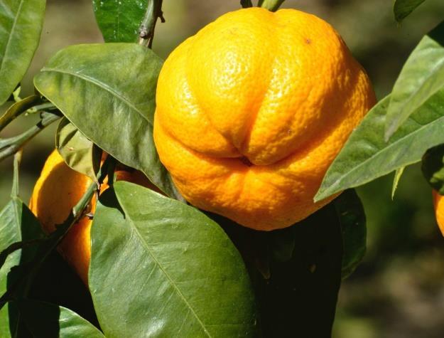 Potranno così confrontare i mandarini con le clementine, i limoni con i cedri, le arance con le
