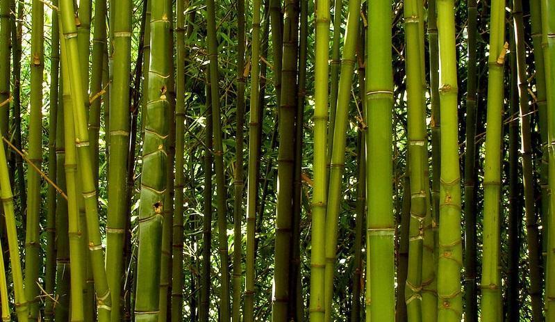 Giochiamo con le palme di winter e con i bambù del giardino giapponese Recuperare il contatto manuale con le piante rifacendosi alla tradizione locale. (es.