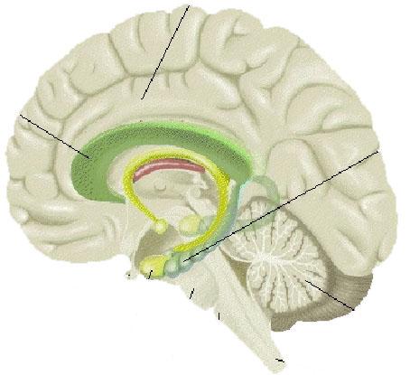 Giro del cingolo Stimolazione -> vissuti emotivi positivi e/o negativi