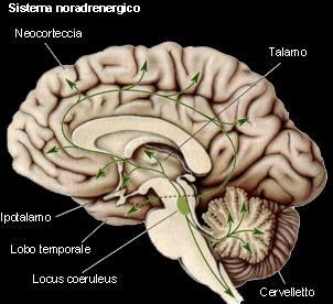 Teoria periferica delle emozioni William James (1884) Emozione = percezione delle modificazioni corporee Dal corpo al cervello stimolo di paura reazioni di paura modificazioni corporee e