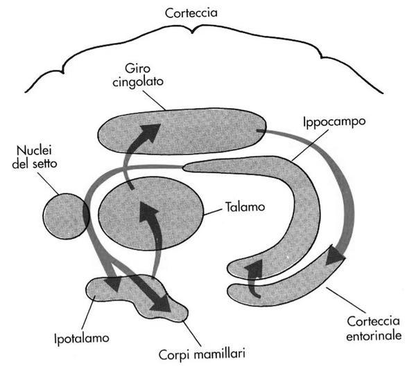 (talamo e ipotalamo) Circuito di Papez (1937) SISTEMI NEURALI PER IL RICONOSCIMENTO E L ESPRESSIONE DELLE EMOZIONI Negli anni il riconoscimento dei sistemi