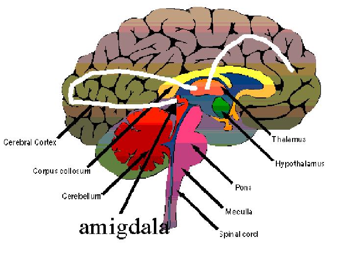 VIA DIRETTA sottocorticale AMIGDALA VIA INDIRETTA corticale implicate nell elaborazione emotigena di un evento risposte emozionali spontanee e incontrollate risposte emozionali controllate e