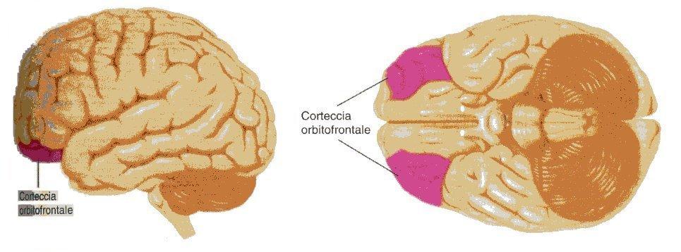 CORTECCIA ORBITOFRONTALE Interpreta situazioni socialmente complesse nel