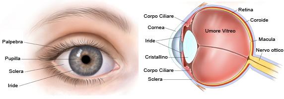 Situazione-problema 1 1/ Com è fatto un occhio sano?