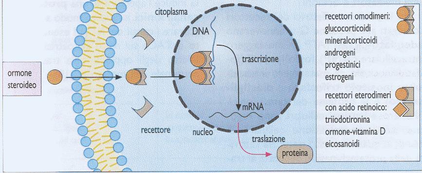 1. Recettori intracellulari Recettori Trasducono il segnale portato da ormoni e da altri mediatori lipofilici (ormoni steroidei e tiroidei,