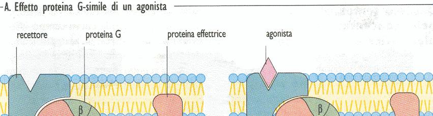 5. Recettori accoppiati proteine G Recettori GTP e GDP si