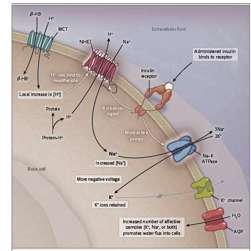 Increased flux through the Na + /H + exchanger leading to an increase in the number of osmoles in