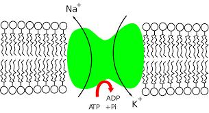 Come origina lo stimolo elettrico Inoltre sono regolate dalla permeabilità della membrana cellulare agli ioni e dalla presenza di canali ionici che trasportano