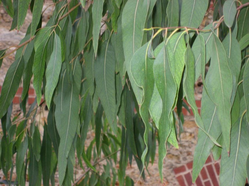 Eucalyptus sp fam.
