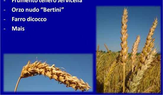 I cereali del paniere marchigiano - Frumento tenero Jervicella - Orzo nudo Bertini - Farro dicocco - Mais PUNTI DI FORZA Ampia diversità genetica Ampia adattabilità ad ambienti marginali