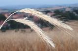 Tribù Aveneae Genere Triticum (domesticazione antica, subito dopo l orzo)