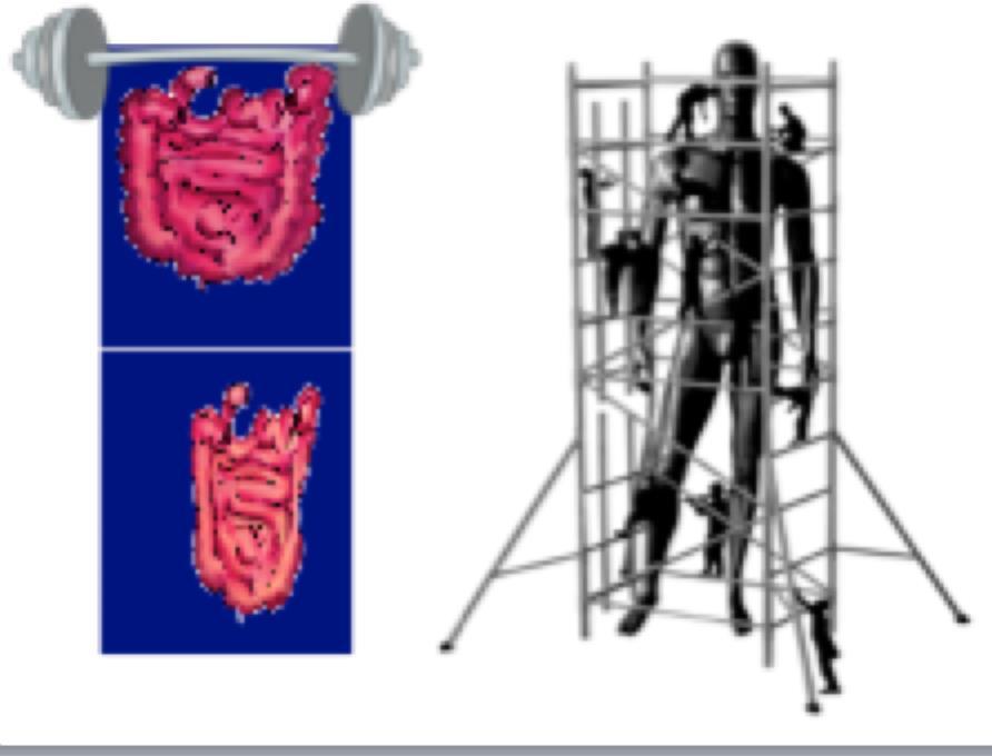 Quanto avviene alla nascita ricorda il processo evolutivo.