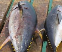 di Simona Ovadia IN SINTESI Analizzati 36 campioni di tonno fresco, acquistati in supermercati, pescherie e ristoranti di sushi L'istamina: perché è un problema,