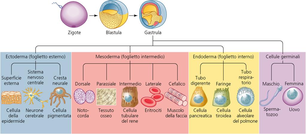 differenziamento Dal singolo uovo fecondato (lo zigote unicellulare) si origina un n enorme di diversi tipi cellulari