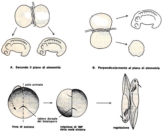 embriologia