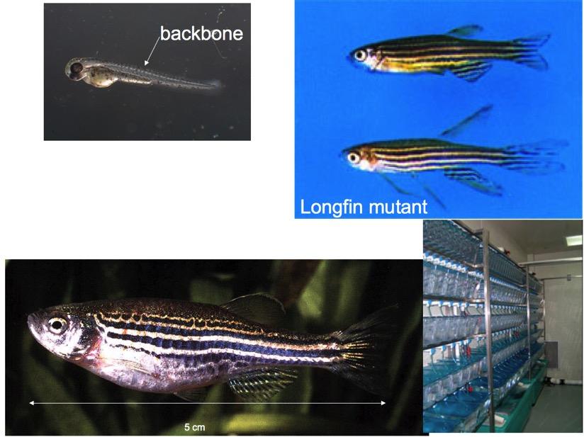 Zebrafish