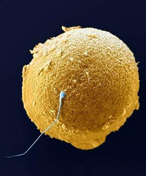 riproduzione L uovo e lo spermatozoo sono quelle cellule ad alta specializzazione che