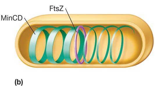 Il divisoma Il completamento della replicazione del DNA rappresenta il segnale per la formazione dell anello di proteine FtsZ nello spazio tra i nucleoidi appena duplicati.