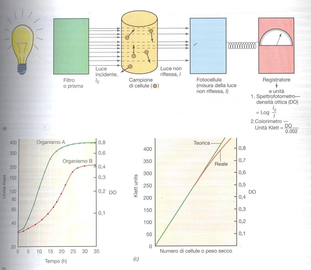 Misure di torbidità della crescita microbica con spettrofotometro e colorimetro La fotocellula misura la luce incidente non dispersa dalle cellule in sospensione e fornisce dati come densità ottiche