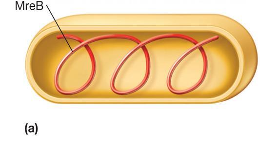 Il divisoma La molecola di DNA replica rimanendo ancorata alla membrana, e grazie alla formazione del setto i due cromosomi sono ripartiti, uno per ogni cellula figlia Un ruolo chiave nella