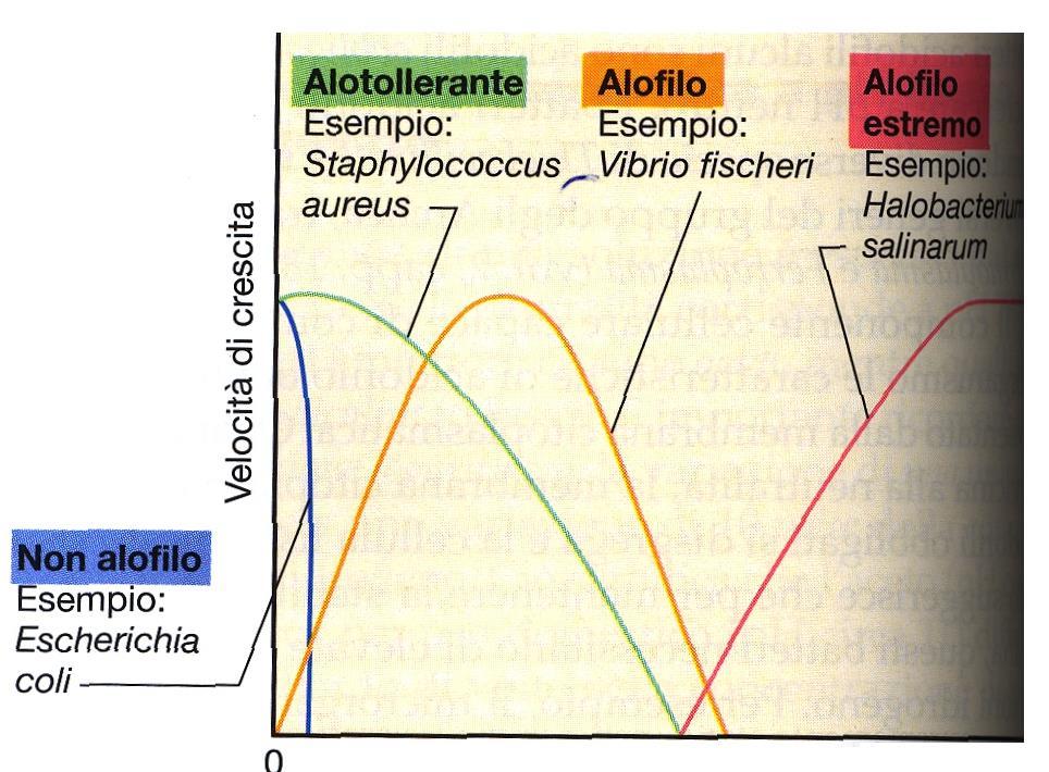 Effetto della concentrazione di ioni sodio sulla crescita di microrganismi con diversi livelli di tolleranza alla salinità La concentrazione ottimale di NaCl per i microrganismi marini (alofili) è