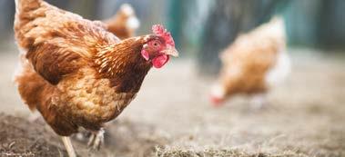 Farina PER GALLINE OVAIOLE PER GALLINE OVAIOLE Proteina grezza