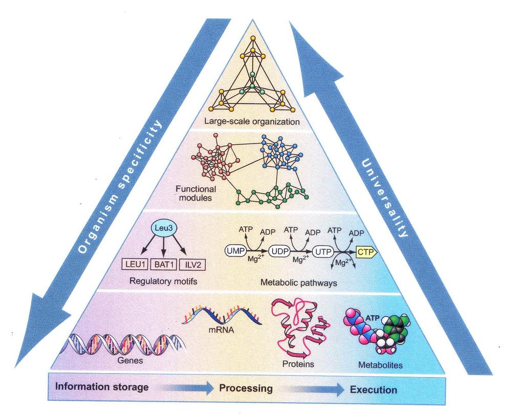 A cosa serve la chimica a un biologo? The life complexity pyramid Oltvai, Science (2002) 298, p.