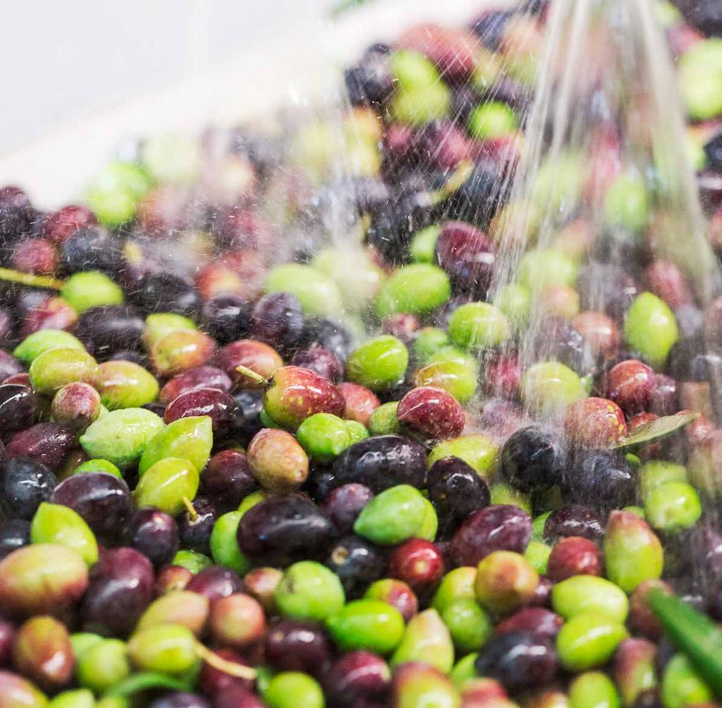 Defogliazione e lavaggio Il ciclo di trasformazione delle olive in olio e sottoprodotti passa attraverso la defogliazione ed il lavaggio, fasi preliminari estremamente importanti per consentire di